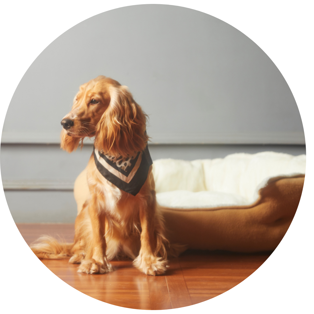 Produtos Para Seu Pet